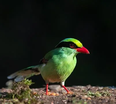 Common green magpie Stock Photos
