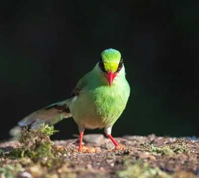 Common green magpie Stock Photos