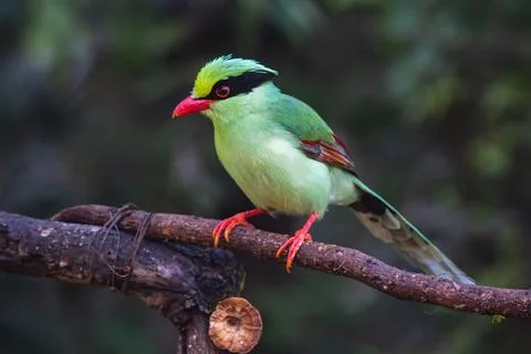 Common green magpie Stock Photos