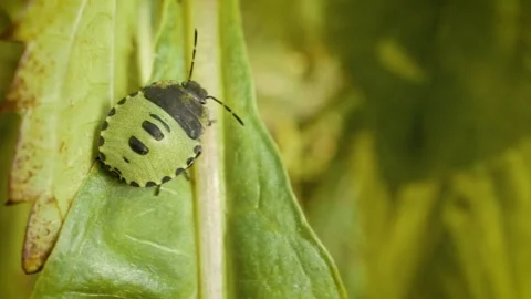 Common green shield bug nymph (Palomena prasina) on wild plant Stockbeeldmateriaal 330896764