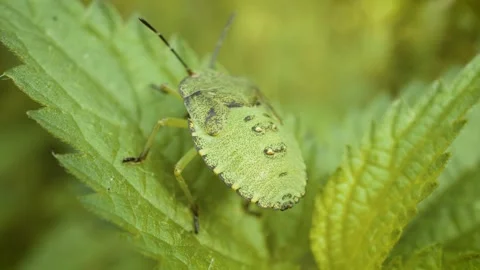 Common green shield bug nymph (Palomena prasina) on wild plant 库存影片 330896816