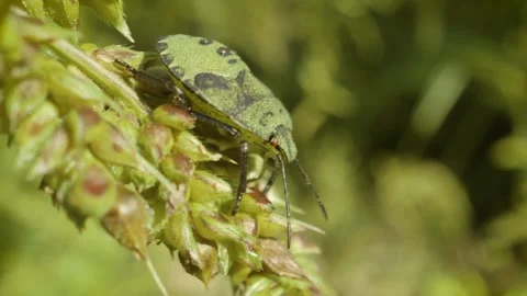 Common green shield bug nymph (Palomena prasina) on wild plant Vídeo Stock 330896841
