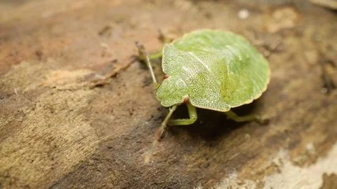 Common green shield bug nymph (Palomena prasina) macro wildlife video Stockbeeldmateriaal 331027300