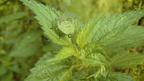 Common green shield bug (Palomena prasina) nymph on nettle leaf 스톡 동영상 330896767