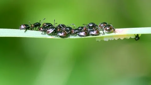 Common Green Shieldbug Nymph and Eggs, Palomena prasina Stockbeeldmateriaal 156643115