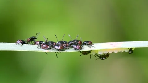 Common Green Shieldbug Nymph and Eggs, Palomena prasina 스톡 동영상 156643401