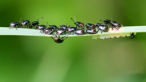Common Green Shieldbug Nymph and Eggs, Palomena prasina Stock Footage 156644171