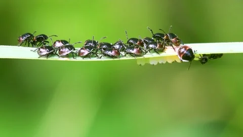 Common Green Shieldbug Nymph and Eggs, Palomena prasina Stock Footage 156645343