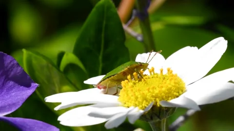 Common Green Shieldbug - Palomena prasina Stock Footage 138436481
