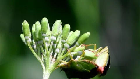 Common Green Shieldbug - Palomena prasina Stock-Footage 138436483