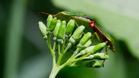 Common Green Shieldbug - Palomena prasina 動画素材 138437032