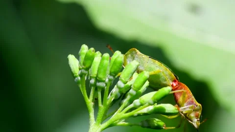 Common Green Shieldbug - Palomena prasina Vídeos de archivo 138437607