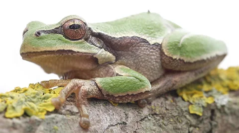Common green toad in natural habitat Stock Footage 36601038