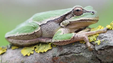 Common green toad in natural habitat Stock Footage 36601063