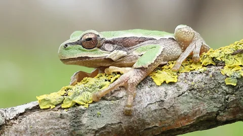 Common green toad in natural habitat Stock Footage 36601075
