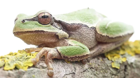 Common green toad in natural habitat Stock Footage 36601079
