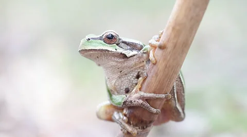 Common green toad in natural habitat Stock Footage 36601132