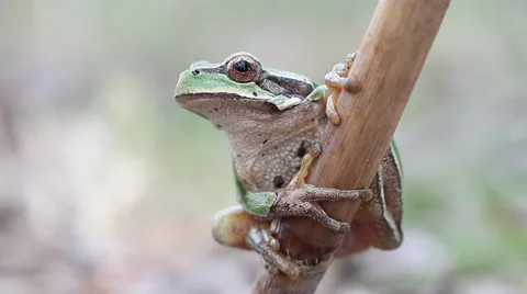 Common green toad in natural habitat Stock Footage 36601148
