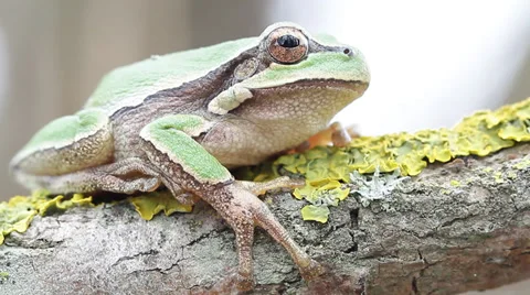 Common green toad in natural habitat Stock Footage 36601150