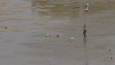 Common greenshank chasing fish in shallow water. Stock Footage 187412573
