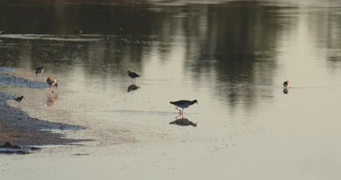 Common greenshank close up Stock Footage 151858261