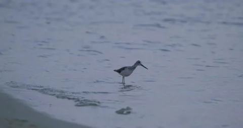 Common greenshank close up Stock Footage 151858308
