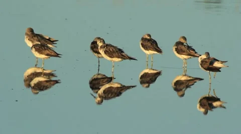 Common greenshanks Stock Footage 8687795