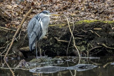 A common grey heron at a little pond called Jacobiweiher next to Frankfurt. Stock Photos