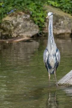 Common grey heron standing in the river Stock Photos