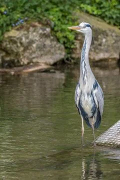 Common grey heron standing in the river Stock Photos