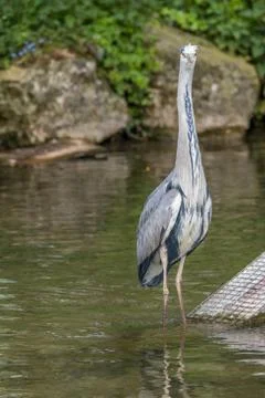 Common grey heron standing in the river Stock Photos