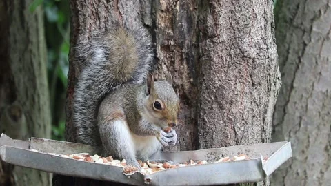 Common grey squirrel feeding on seeds and nuts 스톡 동영상 154309226