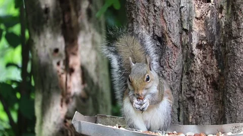 Common grey squirrel feeding on seeds and nuts 库存影片 154309237