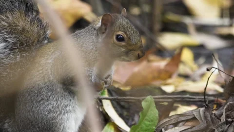 Common grey squirrel looks alert on forest floor Stock Footage 141634543