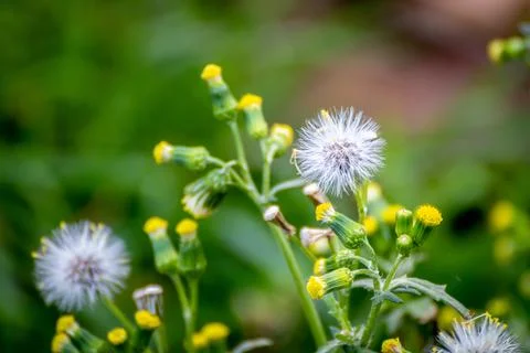 Common groundsel close up shot Stock Photos