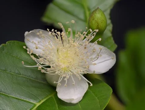 Common Guava Tree Flower Stock Photos