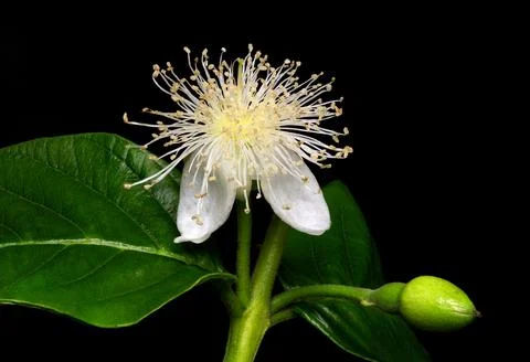 Common Guava Tree Flower Stock Photos