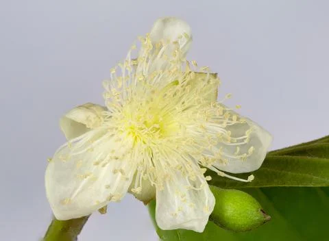 Common Guava Tree Flower Foto stock