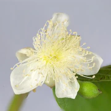 Common Guava Tree Flower Stock Photos