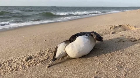Common guillemot on the beach 動画素材 161505867
