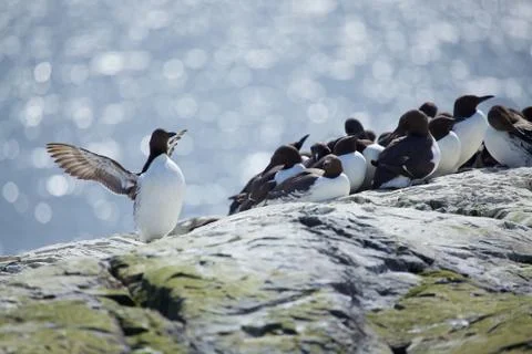 Common guillemot or common murre (uria aalge) Stock Photos