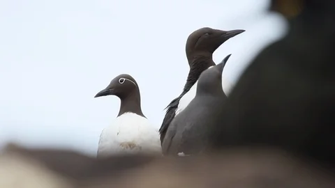 Common Guillemot (Uria aalge) or Common Murre. Norway. Stock Footage