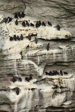 Common guillemots nesting on the cliffs Stock Photos