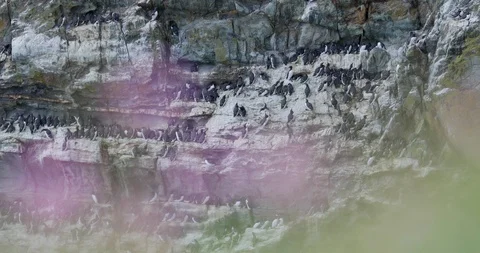 Common Guillemots on the nesting ledges at South Stack colony. Anglesey. Wales. Video stock 109303560