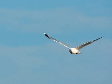 Common Gull in the air Stock Photos