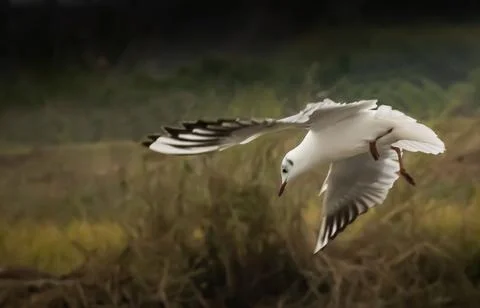 Common gull bird Foto stock