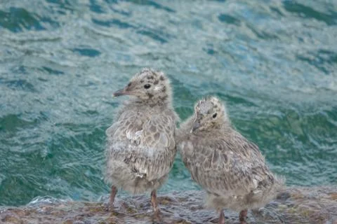 Common Gull chicks Stock Photos