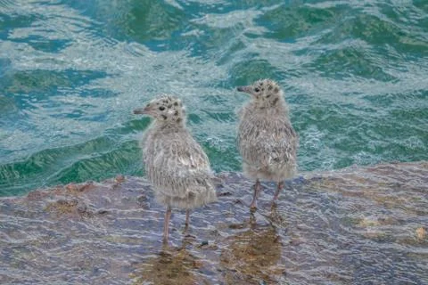 Common Gull chicks Stock Photos