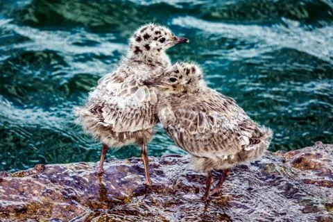 Common Gull chicks Foto stock