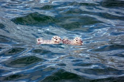 Common Gull chicks Stock Photos